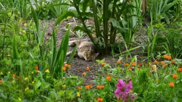 chat alimentation croquettes véganes